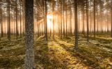 European Commission closes its investigation into the wood pulp sector